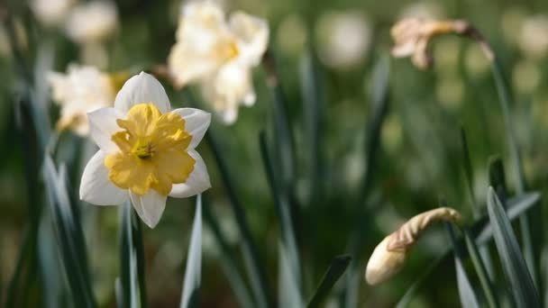 Floración del narciso — Vídeos de Stock