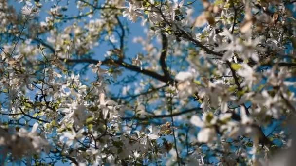 Blommor av vit magnolia — Stockvideo