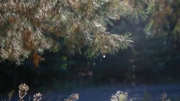 Солнечный свет в сосновых иглах — стоковое видео