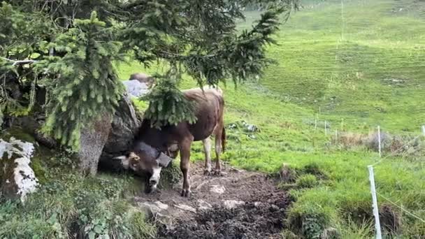 Alp ineği ağacı tırmalıyor. — Stok video