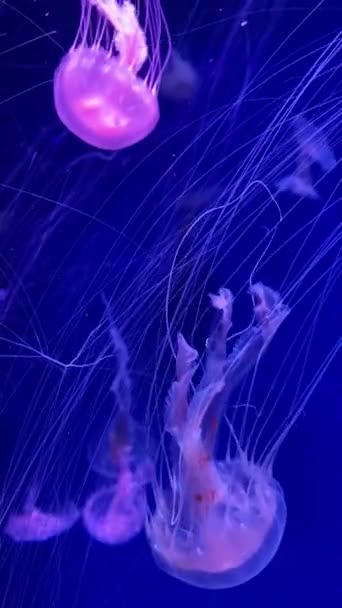 Красивые розовые медузы плавают на голубом фоне — стоковое видео