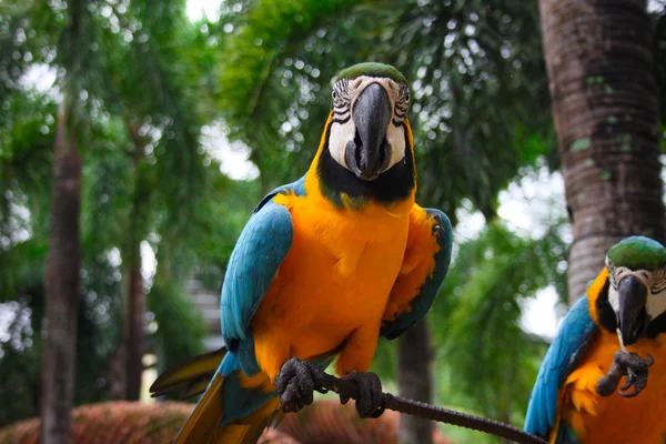 Amerika papağanı papağan