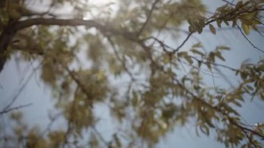 Güneş ışığında ağacının yaprakları