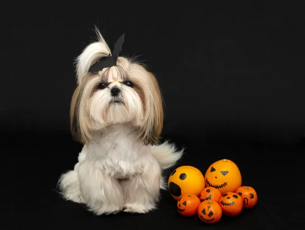 Um bonito shih tzu cão com halloween citrinos — Fotografia de Stock