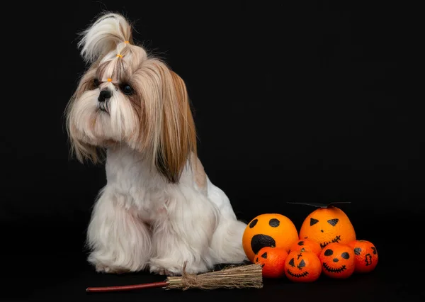 Egy aranyos shih tzu kutya halloween citrus — Stock Fotó