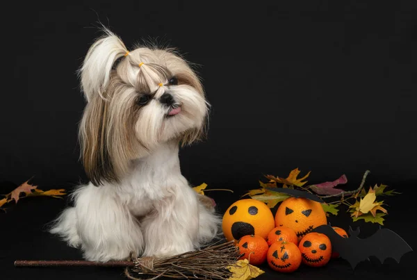 Um bonito shih tzu cão mostra língua com halloween citrinos — Fotografia de Stock