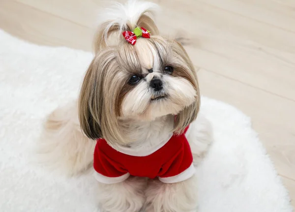 赤いクリスマスのセーターを着た美しいおしゃもじの犬 — ストック写真