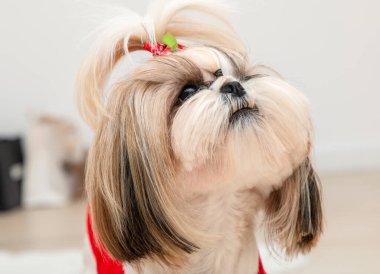 Kırmızı Noel süveteri giyen şık bir shih tzu köpeği.