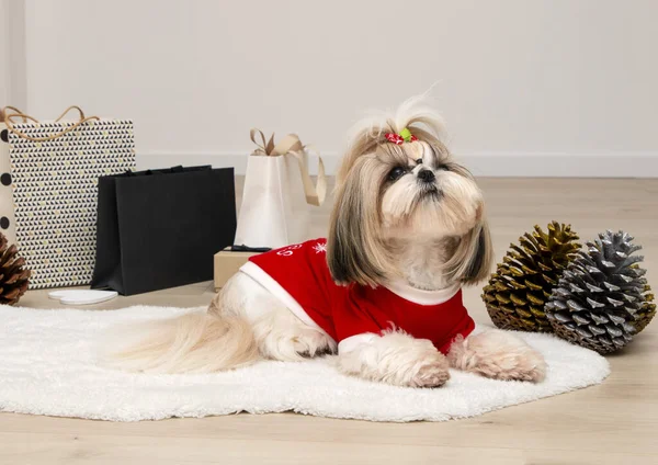 Kırmızı Noel süveteri giyen şık bir shih tzu köpeği.
