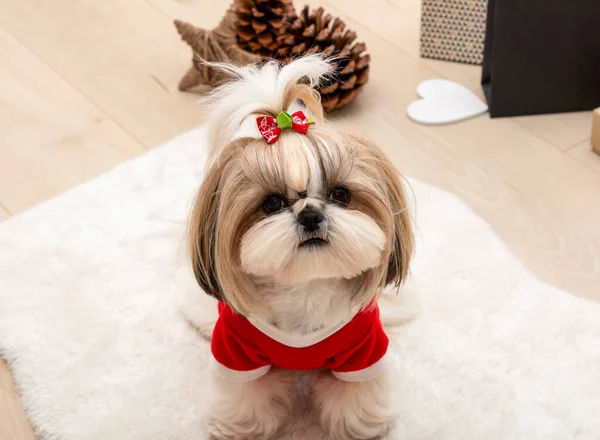 赤いクリスマスのセーターを着た美しいおしゃもじの犬 — ストック写真
