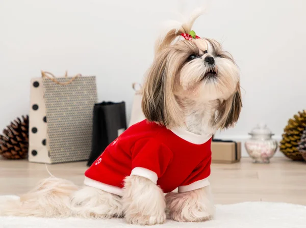 a beautiful fashionable shih tzu dog wearing a red christmas sweater