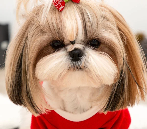 Belo Cão Shih Tzu Elegante Vestindo Uma Camisola Natal Vermelho — Fotografia de Stock