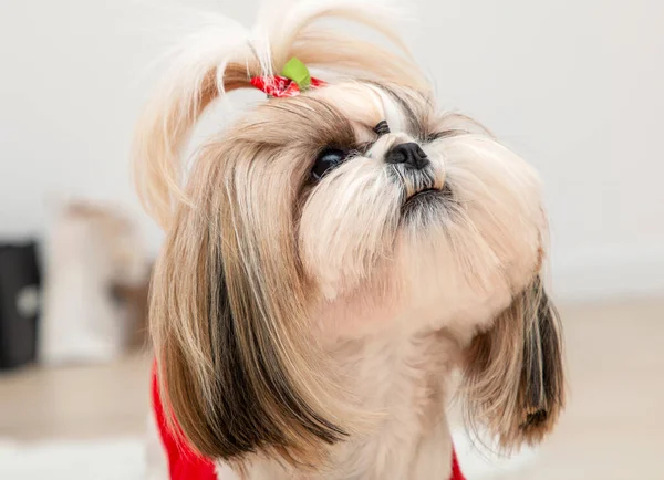 Belo Cão Shih Tzu Elegante Vestindo Uma Camisola Natal Vermelho — Fotografia de Stock