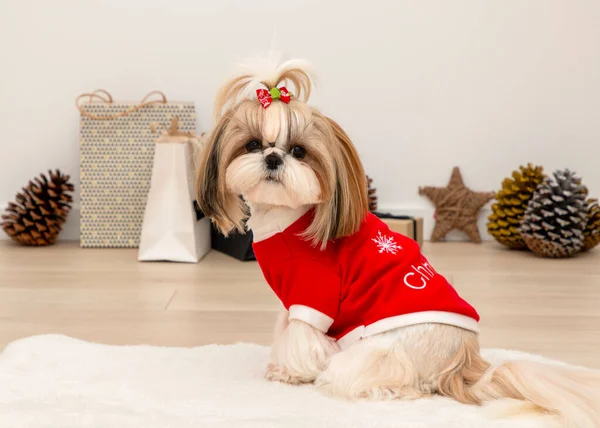Kırmızı Noel süveteri giyen şık bir shih tzu köpeği.