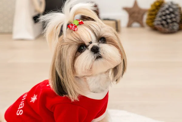 Egy Gyönyörű Divatos Shih Tzu Kutya Visel Piros Karácsonyi Pulóver — Stock Fotó