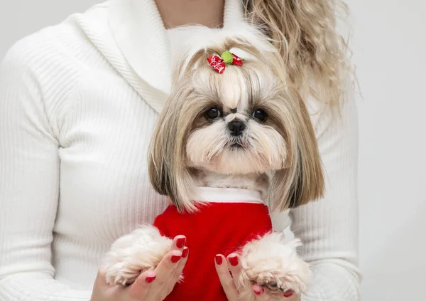 よく手入れされた素敵な女の子クリスマスのためのよく服を着た石津子犬 — ストック写真