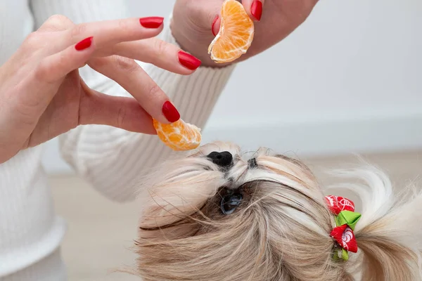 Cachorro Guapo Comiendo Trozos Mandarina Para Las Vacaciones Año Nuevo — Foto de Stock