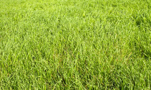 Zielona trawa bez szwu tekstury. Płynnie tylko w wymiarze horyzontalnym. — Zdjęcie stockowe
