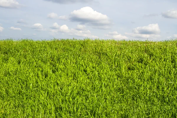 Zielone pole trawy i jasne błękitne niebo. — Zdjęcie stockowe