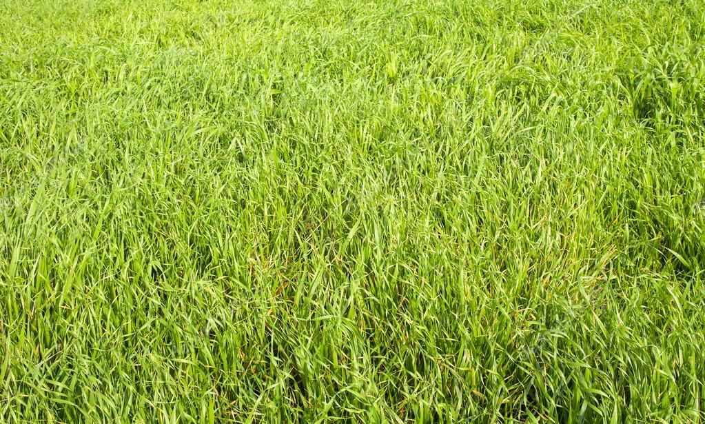 Green Grass Seamless Texture Seamless In Only Horizontal Dimension Stock Photo C Suprunvit 59204759