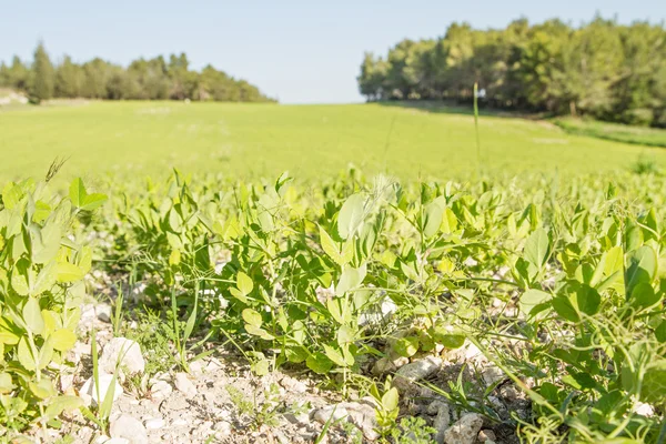 Jonge spruiten van peulvruchten. — Stockfoto