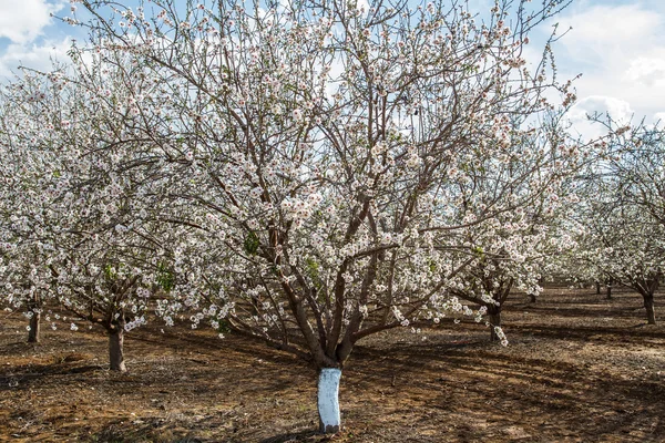 Almendros en primavera —  Fotos de Stock