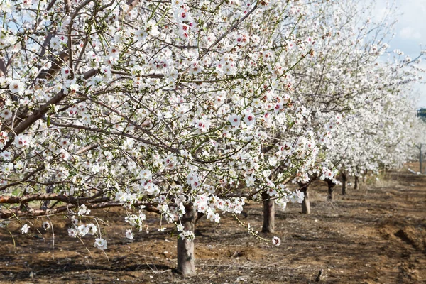 Almendros en primavera —  Fotos de Stock