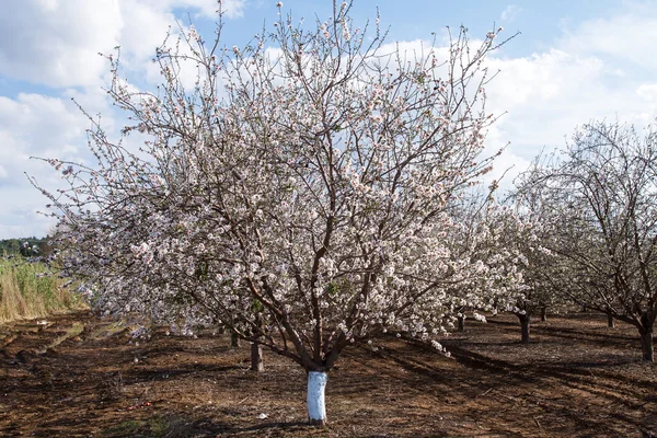 Mandorli in primavera — Foto Stock