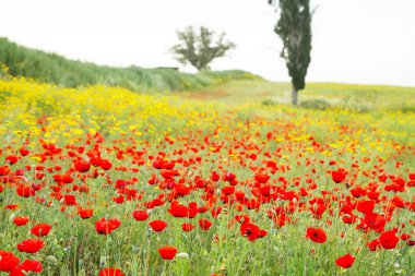 Vahşi kırmızı haşhaş ve beyaz papatya çiçekler .