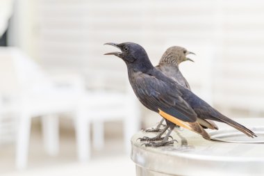 Tristram'ın Starling veya Tristram'ın Grackle .