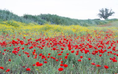 Vahşi kırmızı haşhaş ve beyaz papatya çiçekler .