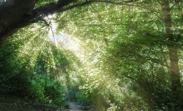 Beautiful forest road .