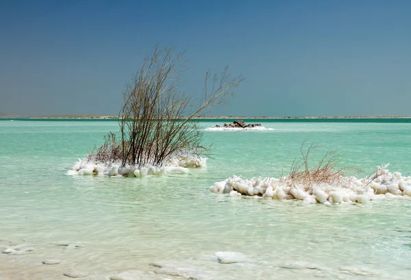 Ölü Deniz'in güzel sahil . — Stok fotoğraf