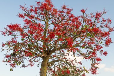 Illawarra alev ağacı olarak bilinen Avustralya Brachychiton acerifolius .