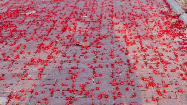 Çiçekler Avustralya brachychiton acerifolius, Illawarra alev ağacı olarak bilinen.