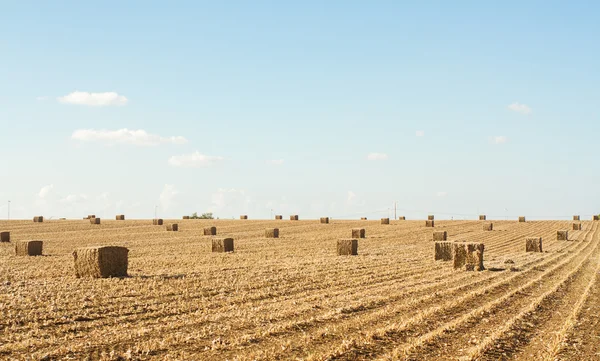 Veld na de oogst . — Stockfoto