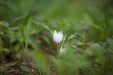 Fotoğraf bitkisi çiçeği..