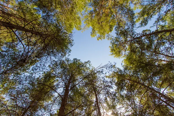 Mirando bosque de cedro  . —  Fotos de Stock