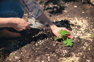 Toprağa bitki filizleri ekiyorum. Kadın bir çiftçinin ellerinde tohumlar. Ekoloji ve tarım kavramı. Evin arka bahçesi..