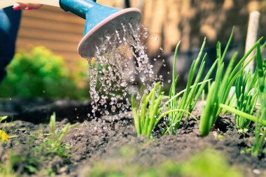Evdeki bahçedeki fideleri suluyor. Çiftçi filizleri elinde tutuyor..