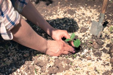 Toprağa bitki filizleri ekiyorum. Kadın bir çiftçinin ellerinde tohumlar. Ekoloji ve tarım kavramı. Evin arka bahçesi..