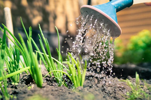 Evdeki bahçede fideleri sular. Çiftçi filizleri elinde tutuyor..