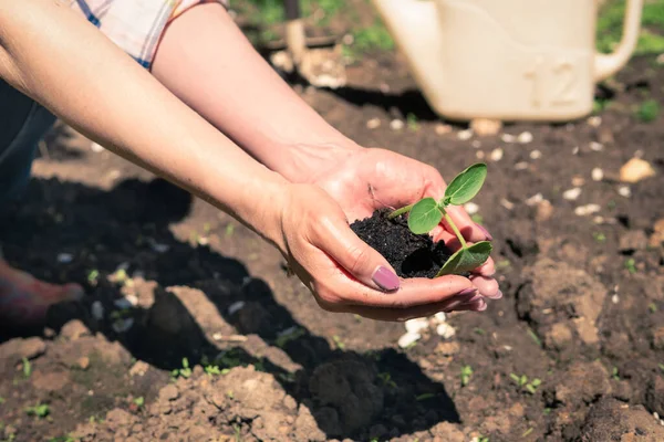 Toprağa bitki filizleri ekiyorum. Kadın bir çiftçinin ellerinde tohumlar. Ekoloji ve tarım kavramı. Evin arka bahçesi..