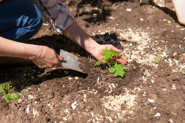 Bir kadın bahçeye bitki ve çiçek eker. Domates filizini gevşetiyor..