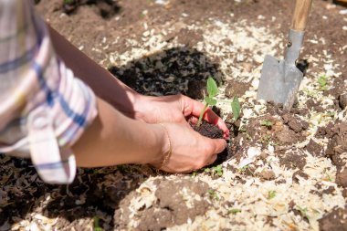Bir kadın toprağa tohum ekiyor. Bir kadının eli bir bitkiyi tutar..
