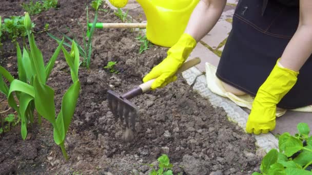 A woman is engaged in gardening, she plants seedlings. — Stock Video