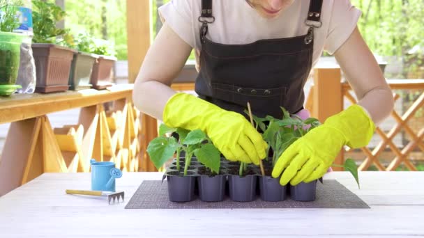 En kvinna ägnar sig åt trädgårdsskötsel, hon planterar plantor. — Stockvideo