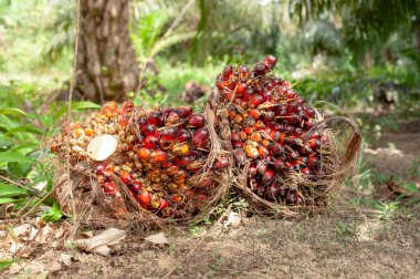 Palmiye Yağı Tarlada Meyveler.
