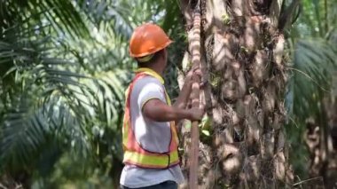 Geleneksel Asya palmiye yağı çiftçisi palmiye yağı yapraklarını buduyor ve kesme aracıyla palmiye yağı topluyor. ekili palmiye yağı