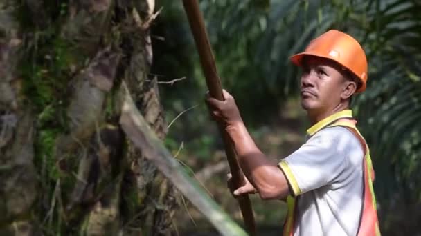 Starszy Rolnik Tradycyjnego Azjatyckiego Oleju Palmowego Przycinający Liście Oleju Palmowego — Wideo stockowe